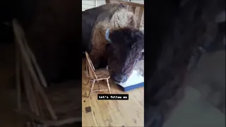 PET BISON BROKE INTO MY HOUSE! 🏡🦬🤬 #bison #pets #animal #ranch #yellowstone #buffalo #boomboom #farm