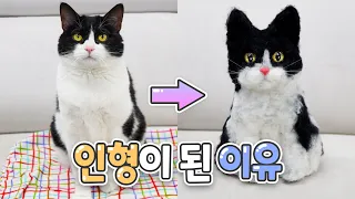 고양이가 인형이 된다면? | 고양이산책