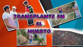 TRANSPLANTE EN NUESTRO HUERTO 🌱/VLOGS. #JOMANICHIM#huerto#transplanter#semillero