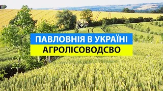 Павловнія та Агроліс. Вирощування агрокультур поміж дерев.