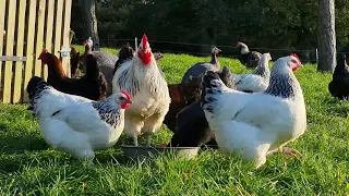 Élever des poules pondeuses / tuto complet