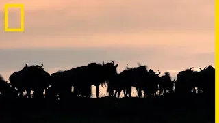 La longue et difficile migration des gnous du parc national du Serengeti
