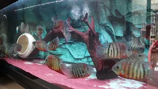 Red Tiger Sevemrum ( Curare Severum)