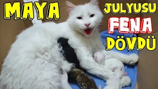 MAYA MİNİK YAVRULARI İÇİN, TORUNU JULYUS'U FENA DÖVDÜ 😅 kedi videoları ✓ Yavru kedi sesi ✓ kediler