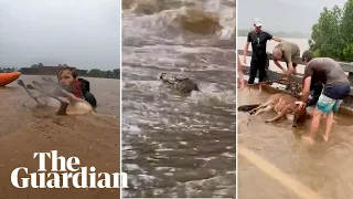 A wallaby, crocodile and cow: animals in Queensland battle major flooding