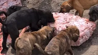 Feeding Raw Meat To My Presa Canario Puppy