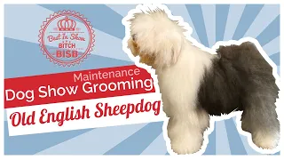 Dog Show Grooming: How to Maintenance Groom an Old English Sheepdog