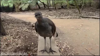 the lyrebird is the best songbird ever