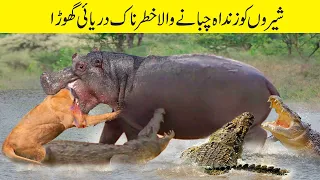 شیر اور مگرمچھ کے ساتھ اس ہپپو کی خطرناک لڑائی | Amazing. Angry Hippo Bites Head Lion And Crocodile