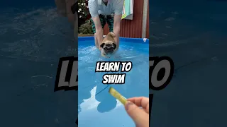 How pugs learn to swim 🤣 #pugs #pug #swimming