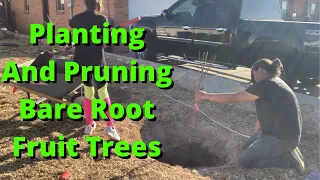 How to Plant and Prune Bare Root Fruit Trees 2022