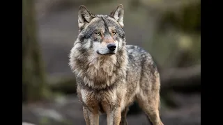 In Praise of Wolves (full documentary)