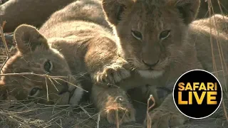 safariLIVE - Sunset Safari - August 13, 2019