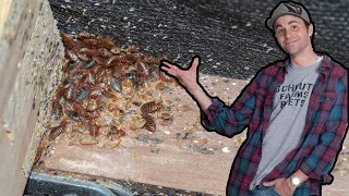 Bed Bugs - Why I Disagree With Mark Rober’s Video