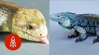 These Amazing Reptiles Are on the Brink