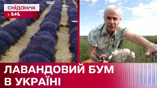 Тренд на лаванди: Як дві родини з Вінниці закликають туристів?