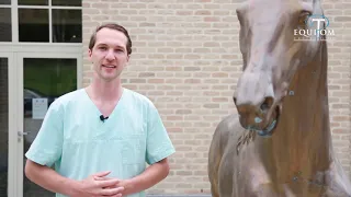 Vétérinaire: Intervention: Retrait de l'ovaire par laparoscopie  chez un cheval debout