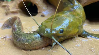 Stop Motion ASMR - Mukbang Catch Giant Frogs, Catfish In The Cave Primitive Cooking 4K Cuckoo