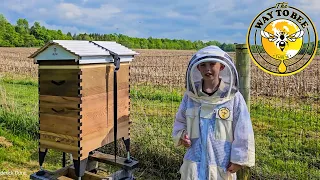 Grandson Assembles his Flow Hive 2 and Transfers Bees from an old hive body.