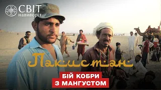 Как пакистанцы ставят ставки на бой кобры с мангустом