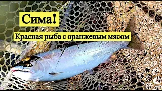 Сима! Красная рыба с оранжевым мясом