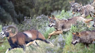 This is how the Iberian Wolves hunt in the mountains! Secret tactics against deer, sheep and boars!