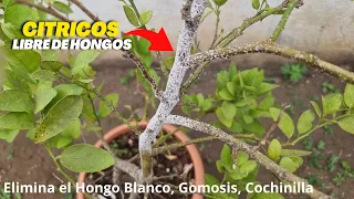 Acaba con los Hongos de tu Limonero con este poderoso Fungicida - Cítricos Libres de Hongos