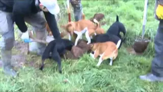 The South Wales Ratpack ( Defunct Anglo welsh) Plummer Terriers and Patterdale Terriers ratting