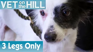 🐶 Meet The Three-Legged Dog | FULL EPISODE | S01E10 | Vet On The Hill