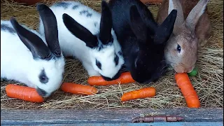 СОДЕРЖАНИЕ КРОЛИКОВ🐇ОТВЕТЫ НА КОММЕНТАРИИ🐇ОБЗОР ХОЗЯЙСТВА🐰🐓🐇🐔🦆🐓