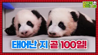 (SUB) Twin Pandas Are Soon To Celebrate Their 100th Day Since Birth🐼│Panda World