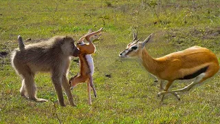 UNBELIEVABLE  Hero MOTHER GAZELLE Knock down BABOON TO SAVE HER BABY   BABOON, LION vs CHEETAH