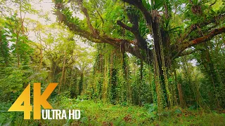 4K Tropical Forest Walk & Exotic Birds Singing in the Woods - Big Island, Hawaii