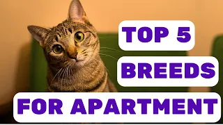 TOP 5 Cat Breeds For Apartment Living