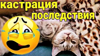 ВЛОГ:  Кастрация кота. Последствия операции. Castration Cat / Семья Козырь