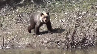 6 Выживание Медведь на Рыбалке  Сибирь, Тайга, Поход  Охота Лес Таймень Счастливые люди Хариус Ночев