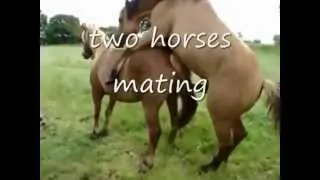 horses mating india.