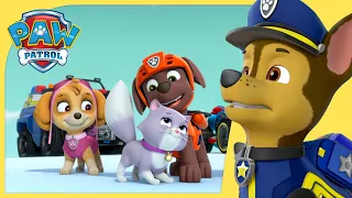 Chase Saves the Royal Kitties and MORE 😺| PAW Patrol | Cartoons for Kids