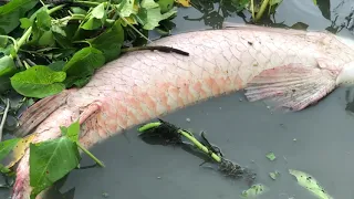 Cast Net Fishing 240KG Giant Arapaima Fish from Land