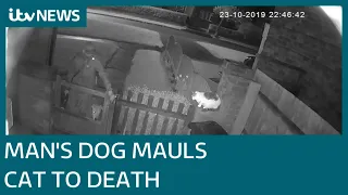 Man sets his dog on a cat to maul it to death - Cleo's owner is devastated | ITV News