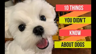 10 THINGS YOU DID NOT KNOW ABOUT DOGS