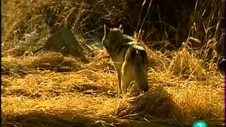 Lobos (Documental) Sobreviviendo en la naturaleza_Español-Castellano