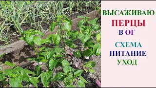 ВЫСАЖИВАЮ ПЕРЦЫ В ОТКРЫТЫЙ ГРУНТ. СХЕМА, ПИТАНИЕ, УХОД.