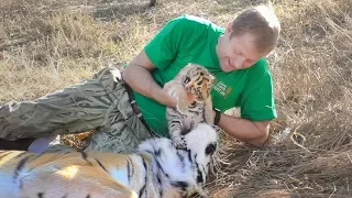 Человек и Тигр. Тигрята открыли глазки. Тайган. Tiger cubs opened eyes. Friendship man and tiger