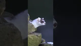 Stoats so playful when it snows #stoat #weasel #robertefuller