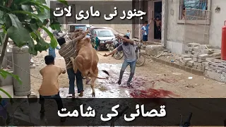 Anari Qasai ki shamat ai #eid2022 #qurbani #shorts #reels #funnyreels #qurbanistatus #funnyvideo