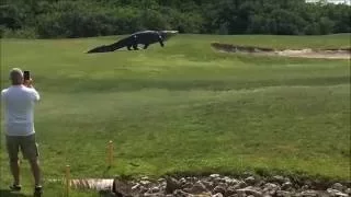 Гигантский Аллигатор Флорида США