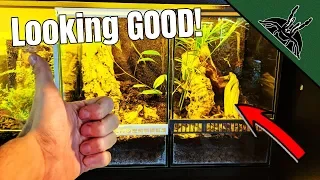 A completely NORMAL TARANTULA rehouse video