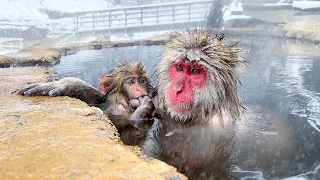 Japoński Onsen Ryokan, w którym można kąpać się ze śnieżnymi małpami🐒 | Jigokudani Snow Monkey Park