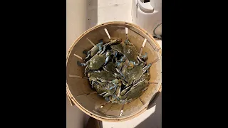 Crabbing trotline Chesapeake bay Maryland
